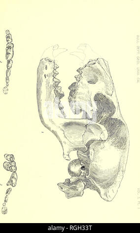 . Bulletin der Abteilung für Geologie. Geologie. . Bitte beachten Sie, dass diese Bilder sind von der gescannten Seite Bilder, die digital für die Lesbarkeit verbessert haben mögen - Färbung und Aussehen dieser Abbildungen können nicht perfekt dem Original ähneln. extrahiert. Universität von Kalifornien, Berkeley. Abt. der Geologie. Berkeley: University Press Stockfoto