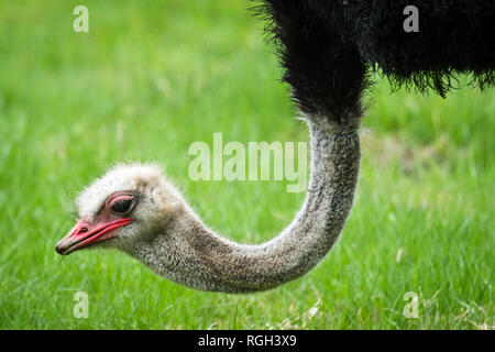 Strauß mit einem roten Schnabel essen frische grüne Gras auf einer Wiese im Frühjahr Stockfoto