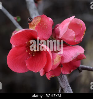 Japonica Blumen blühen im Januar in Far West Texas Stockfoto