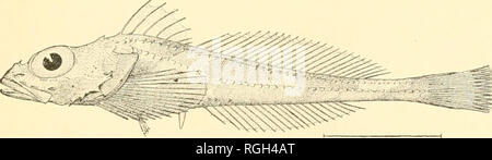 . Bulletin des Präsidiums der Fischerei. Fischerei und Fischzucht. Die Fische von Alaska. 114. Icelus GilliL canaliculatus-rt. 301 Ursprünglich beschrieben von Gilbert (18!" 5 Ich hatte von der Station 3329 nördlich von laialaska (18901. Keine anderen spec-Imens ergriffen wurden.. Abb. 53.-Icelus canaliculatus Gilbert. 115. Radulinus asprellus Gilliert. 21 Exemplare, variierend von 0.7-5 bis 6 Zoll, sind in der Sammlung, die die folgenden Städte und Gemeinden: Station 4221, die Öffnung der Haube Kanal: Station 4219. . Vdmiraltv Einlass: Station 4204, Fort. Bitte beachten Sie, dass diese Bilder aus gescannten Seite Bild extrahiert werden Stockfoto