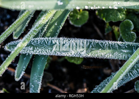 Das Blatt eines 'Magnet' Schneeglöckchen (Galanthus 'Magnet') in der Frost bedeckt Stockfoto