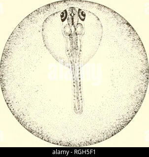 . Bulletin des Präsidiums der Fischerei. Fischerei und Fischzucht. . Bitte beachten Sie, dass diese Bilder sind von der gescannten Seite Bilder, die digital für die Lesbarkeit verbessert haben mögen - Färbung und Aussehen dieser Abbildungen können nicht perfekt dem Original ähneln. extrahiert. In den Vereinigten Staaten. Büro der Fischerei. Washington, DC: Govt. Drucken. Aus. Stockfoto