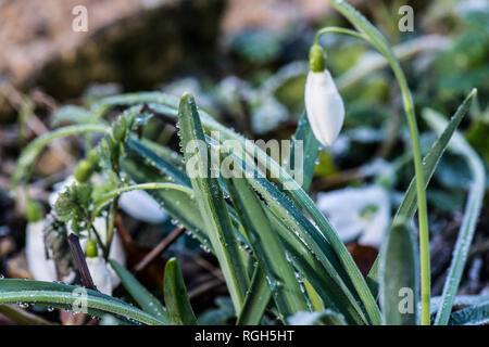Ein 'Magnet' Schneeglöckchen (Galanthus 'Magnet') in der Frost Stockfoto