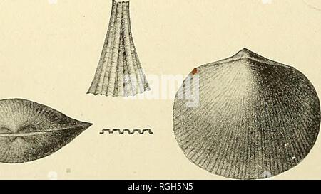 . Bulletin der Büffel Gesellschaft der Naturwissenschaften. Natürliche Geschichte; Wissenschaft. Abb. 98 Rhipidomella hybrida. Abb. 99 Rhipidomella circulus mit Erweiterung der Oberfläche. Bitte beachten Sie, dass diese Bilder sind von der gescannten Seite Bilder, die digital für die Lesbarkeit verbessert haben mögen - Färbung und Aussehen dieser Abbildungen können nicht perfekt dem Original ähneln. extrahiert. Buffalo Gesellschaft der Naturwissenschaften. Buffalo, N.Y.: Büffel Gesellschaft für Naturwissenschaften Stockfoto