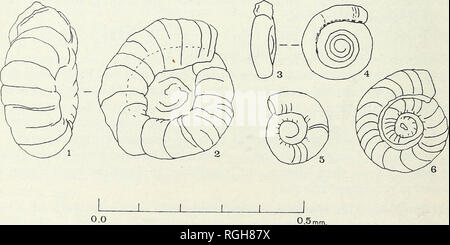 . Bulletin des British Museum (Natural History). Zoologie. Ergänzung.. 4 S J.R. HAYNES Familie FISCHERINIDAE Millett, 1898 Cxenus CYCLOGYRA Holz, 1842 Cyclogyra selseyensis (Heron-Allen&amp; Earland) (PI. 9, Abb. 15; PI. 29, Abb. 4; Text-Bild. 9, Nr. 1-6) Cornuspira selseyensis Heron-Allen&amp; Earland, 1909: 319, Pi. 15, Abb. 9-11; Cushman, 1929: 82, Pi. 20, Feigen ga-c nach Heron-Allen&amp; Earland. Die Diagnose. Ein depressiver, Evolvente, Wellpappe Arten von Cyclogyra, in dem die letzte Quirl in gut gewachsen, megalospheric Exemplare, die meisten testen. Beschreibung. (Text-Abb. Nr. 1, 2 Stockfoto