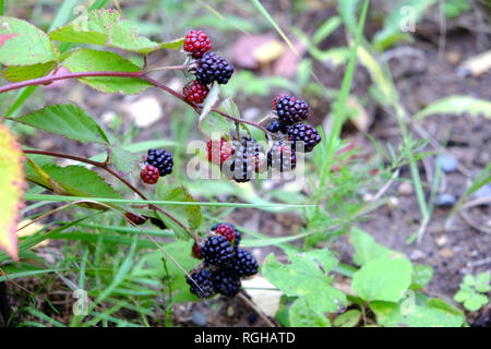 Reife Brombeeren hängen auf Zweig vor dem hintergrund der grünen Gras. Vertikale Foto close-up Stockfoto