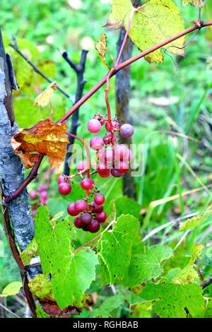 Rote junge Trauben reifen auf Reben des Weinstocks auf heißen Sommertag. Vertikale Foto close-up Stockfoto