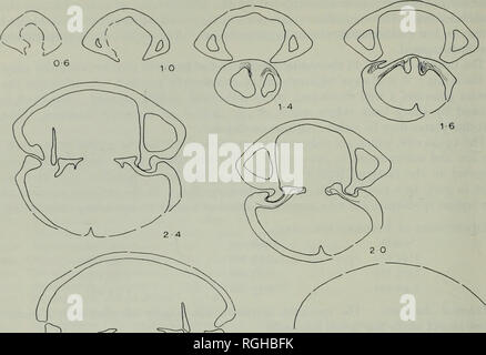 . Bulletin des British Museum (Natural History) Geologie ergänzen. 48 JURASSIC RHYNCHONELLIDS. = 7 bis 2 8)? 1 3-2 3 6 3 4 Abb. 19. Quer serielle Abschnitte der Thurmannellaobtrila (Deivance). Oxfordium. "Terrain ein Chaillcs". Pagny-sur-Meurse (Meurthe et Moselle), Frankreich. (X5). Bitte beachten Sie, dass diese Bilder sind von der gescannten Seite Bilder, die digital für die Lesbarkeit verbessert haben mögen - Färbung und Aussehen dieser Abbildungen können nicht perfekt dem Original ähneln. extrahiert. British Museum (Natural History). London: BM (NH) Stockfoto