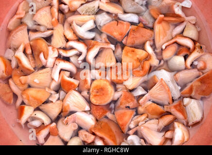 Viele gewaschen essbare Pilze in kleine Stücke gehackt in Wasser sind preparated für das Salzen als Hintergrund der Ansicht von oben schließen Stockfoto