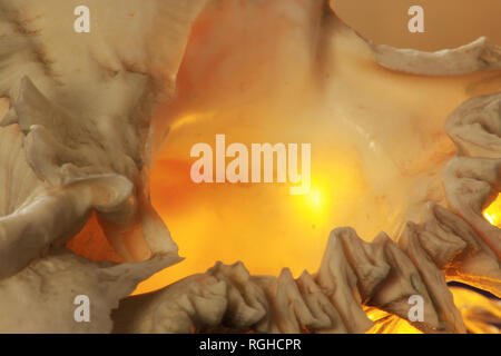 Innerhalb der Muschel mit Hintergrundbeleuchtung Stockfoto