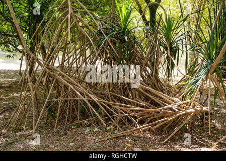 Daintree Forest tropische Vegetation - Kuba Stockfoto