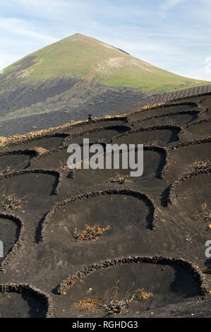 Zocos halbrunde Wände um Reben gebaut Morgentau, La Geria Tal die wichtigsten Weinanbaugebiet von Lanzarote, Kanarische Inseln, Spanien zu erfassen. Stockfoto