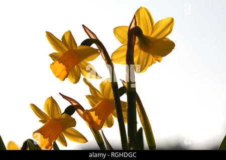 Narzissen oder Narzissen Blumen in Silhouette mit dem Licht hinter im Frühjahr in Italien Stockfoto
