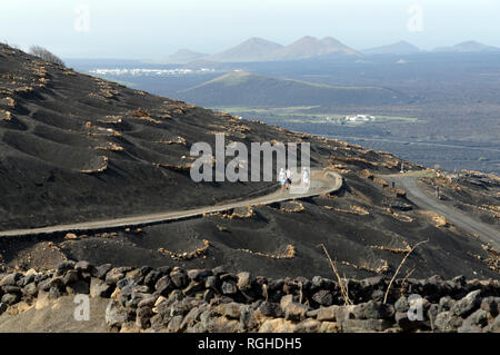 Zocos halbrunde Wände um Reben gebaut Morgentau, La Geria Tal die wichtigsten Weinanbaugebiet von Lanzarote, Kanarische Inseln, Spanien zu erfassen. Stockfoto