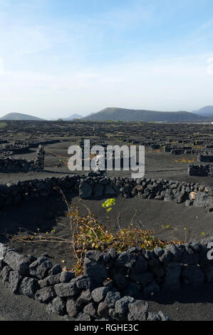 Zocos halbrunde Wände um Reben gebaut Morgentau, La Geria Tal die wichtigsten Weinanbaugebiet von Lanzarote, Kanarische Inseln, Spanien zu erfassen. Stockfoto