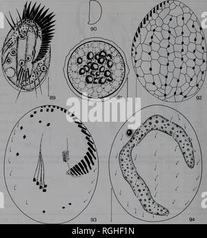 . Bulletin des British Museum (Natural History) Zoologie. 44 H.BERGER & Amp; W. FOISSNER. Feigen 89-94 Euplotes Korsika vom Leben (Abb. 89-91), Nach nassen Silber Imprägnierung (Abb. 92), und nach protargol Imprägnierung (Abb. 93, 94). 89, 90 Ventral und lateral anzeigen. 91 Zyste. 92 Dorsalen argyrome. 93, 94 Infraciliature im ventralen und dorsalen Ansicht. Beschreibung (Abb. 89-94, Tabellen 1, 12). Im hinteren Drittel der Zelle mit einer Hyalinen Rand, vor allem auf der rechten Seite. Ventrale Oberfläche mit 3 median Grate. Rückenseite nur leicht Geriffelte, ragt über die ventrale Oberfläche posterior. Über 2:1. Stockfoto