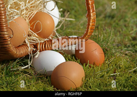 Eier in der Nähe von Umgestürzten Korb im Moss Stockfoto