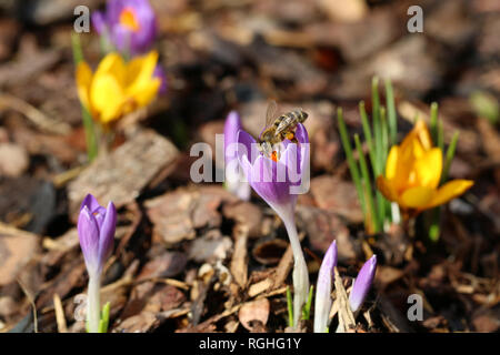 Makro einer Biene mit Pollen Beutel auf krokusse im Frühling Stockfoto