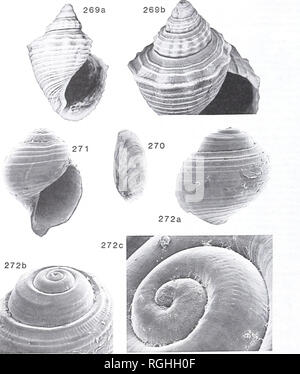 . Bulletin des British Museum (Natural History). Geologie.. 254 C. S. NUTTALL. Feigen 269-272 Verena crenocarina (S. Moricand). Die jüngsten, Brasilien. 269. 1984218 BMZD; Para, Geschichte unbekannt, eine Vorne, x2; b, Schrägansicht, Skulptur, x4. 270, BMZD 1903.2. 4.1784; Deckel; x 3. 271, BMZD 1984220/2; embryonale Shell aus einem Unbeziffert Muster (BMZD 1984220/1) im Cuming Colin Probe, die die Shell von Reeve (1860: pi dargestellt enthält extrahiert. 4, Abb. 16); vorne, X20. 272, BMZD 1984220/3; zweite embryonalen Shell von gleichen Cuming Colin Probe extrahiert, ein. hinten, x20; b, Schrägansicht der Ap Stockfoto