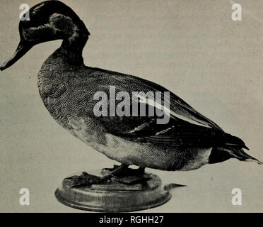 . Bulletin der British Ornithologists' Club. . Platte I. Pintail X Teal, Leadenhall Market, England.. Bitte beachten Sie, dass diese Bilder sind von der gescannten Seite Bilder, die digital für die Lesbarkeit verbessert haben mögen - Färbung und Aussehen dieser Abbildungen können nicht perfekt dem Original ähneln. extrahiert. British Ornithologists' Club. London: British Ornithologists' Club Stockfoto