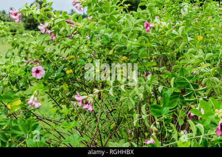 Lila Farbe Blume mit der Knospe im grünen Baum suchen awesome in einem Indischen Garten. Stockfoto