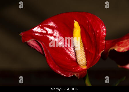 Anthurium andraeanum Stockfoto