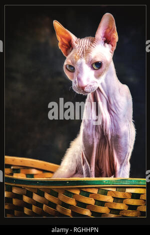 Cornish Rex zeigen Katze im Korb und ohne Haare Stockfoto