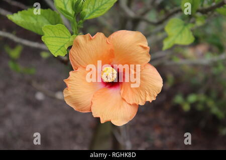 Hibiskus in voller Blüte Stockfoto