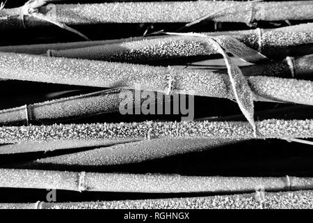 Monochrome frosted Stängel der Bambus im Winter. Schwarzen und weißen Hintergrund. Stockfoto