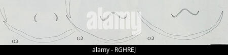. Bulletin des British Museum (Natural History), Geologie. . 5 mm Abb. 18 Tropeothyris vectis sp. nov. 21 quer serielle Schnitte durch BB 82331, aus dem Glauconitic Marl, Rocken, Isle of Wight. Bitte beachten Sie, dass diese Bilder sind von der gescannten Seite Bilder, die digital für die Lesbarkeit verbessert haben mögen - Färbung und Aussehen dieser Abbildungen können nicht perfekt dem Original ähneln. extrahiert. British Museum (Natural History). London: BM (NH) Stockfoto