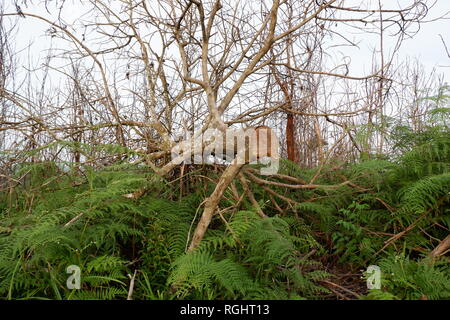 Toter Baum im Wald Stockfoto