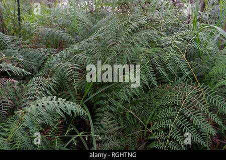 Farn Pflanzen im Wald Stockfoto