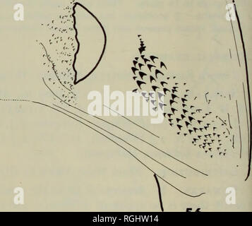 . Bulletin des British Museum (Natural History) Entomologie. 55. 56 Feigen 55-56. M. flaviceps, Genitalien. 55, $, papille Analis. 56,&lt; J, scobinate Bar und Dais.. Bitte beachten Sie, dass diese Bilder sind von der gescannten Seite Bilder, die digital für die Lesbarkeit verbessert haben mögen - Färbung und Aussehen dieser Abbildungen können nicht perfekt dem Original ähneln. extrahiert. British Museum (Natural History). London: BM (NH) Stockfoto