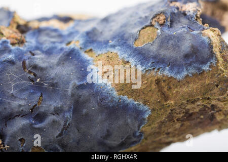 Cobalt Kruste Pilz, Terana caerulea/Pulcherricium caeruleum, wachsen auf der Oberfläche eines toten Zweig. Es ist ein Pilz saprobic Kruste und ist gelegentlich Stockfoto