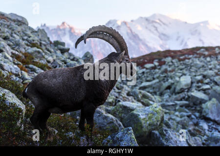 Alpine Carpa ibex (Ziege) in den Französischen Alpen. Monte Bianco mit Mont Blanc im Hintergrund. Vallon de Berard Nature Preserve, Chamonix, Graian Alps. Landschaftsfotografie Stockfoto