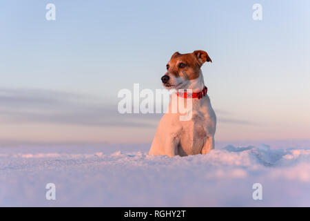 Weiß Jack Russel Terrier Welpen auf schneebedeckten Feld. Erwachsenen Hund mit ernsten Blick Stockfoto