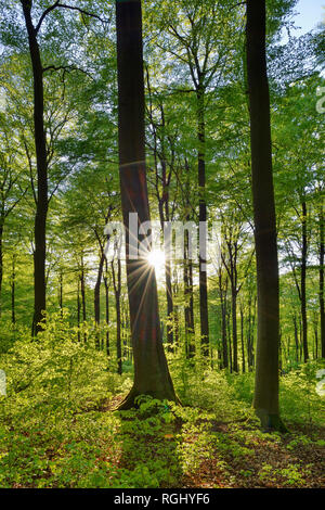 Wichtige grüne Wald im Frühling mit Sonne und Sonnenstrahlen, Westerwald, Rheinland-Pfalz, Deutschland Stockfoto