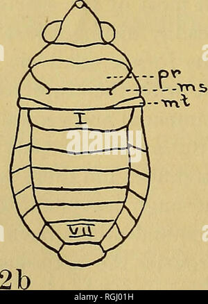 . Bulletin der Brooklyn Entomologischen Gesellschaft. Insekten. . Bitte beachten Sie, dass diese Bilder sind von der gescannten Seite Bilder, die digital für die Lesbarkeit verbessert haben mögen - Färbung und Aussehen dieser Abbildungen können nicht perfekt dem Original ähneln. extrahiert. Brooklyn Entomologischen Gesellschaft. Brooklyn, N.Y.: Die Gesellschaft Stockfoto