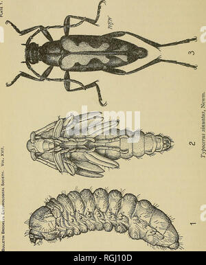 . Bulletin der Brooklyn Entomologischen Gesellschaft. Insekten. . Bitte beachten Sie, dass diese Bilder sind von der gescannten Seite Bilder, die digital für die Lesbarkeit verbessert haben mögen - Färbung und Aussehen dieser Abbildungen können nicht perfekt dem Original ähneln. extrahiert. Brooklyn Entomologischen Gesellschaft. Brooklyn, N.Y.: Die Gesellschaft Stockfoto