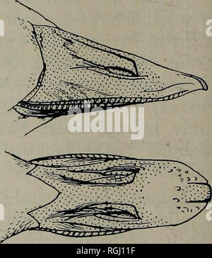 . Bulletin der British Ornithologists' Club. %&Amp;?. Bucephala clangula ICH? Es h das Verhältnis C/D Abbildung Streudiagramm für die relative Höhe der Rechnung (C/D) und die relative Breite des bill Nagel (A/B) von Barrow's (feste Symbole) und Gemeinsame Goldeneyes (offene Symbole) untersucht. Pulli, Jugendliche und Erwachsene werden in einen Topf geworfen. Es ist auf der Zeichnung des Bar-'s Row Bill, wie die Messungen vorgenommen wurden. Zwei mögliche Hybriden Weibchen werden von Abbildung 1 und 2 dargestellt. mon Goldeneyes es durchschnittlich 35,3. Gardarsson (1968, Abb. 1) getrennt die Arten durch graphische Darstellung der Breite der Bill Nagel Stockfoto