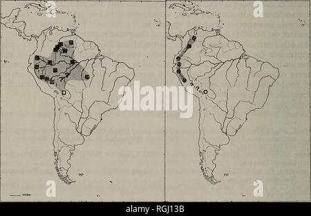 . Bulletin der British Ornithologists' Club. Vögel. [Bull. Brit. Orn. Kl. 1984104 (1)] 6 Überraschende und fein säuberlich in die allgemeine Verteilungseffekte Muster der Art ausgestattet. Weitere Studien, wie jene, die kürzlich von Fitzpatrick & Amp; Willard (1982) und Hilty &Amp; Braun (1983), werden zweifellos zusätzliche Erweiterungen der Anden und Amazonas Vogelarten zeigen, und das ist in der Tat der Fall bei mindestens einer der 2 Kolibri Arten, welche die Zoologisches Forschungsinstitut und Museum A. Koenig (Zfmk) in Bonn, BRD, von Charles Cordier, Cochabamba, Bolivien. Beide trochilids, Stockfoto