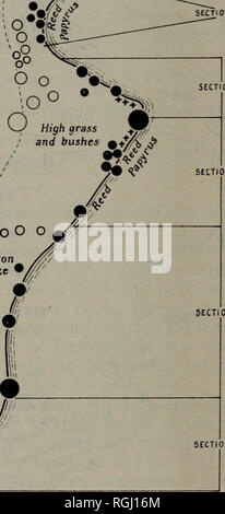 . Bulletin der British Ornithologists' Club. .. Ail tfeerfl O â-'Â¢â¢â¢ *&amp; • •.^° g o-11-o* Mais rfUtfd; Co/Gebühr Baumwolle/Landung ABSCHNITT Ort Z ABSCHNITT 3^ Baumwolle p 00 0 |----- Mais"&gt;^;;;;;;;; Baumwolle ^ / % Mais E E E7/â¢', '''''-e'''''/'Büsche; [I AttJOT * $. Abschnitt 4 Abschnitt 5 Abschnitt 6 Fasilidas Island, Lake Tana, Verteilung von nistenden Vögel zu zeigen. Aus original S.K.'s field Skizzen von Eric Robson gezeichnet. Die Abschnitte der Küste finden Sie Fotos vom Boot genommen, und hinterlegt in der Edward Grey Institut für Feld Ornithologie in Oxford und an der Staatl Stockfoto