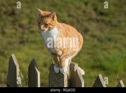 Katze saß auf einem Gartenzaun in Großbritannien Stockfoto