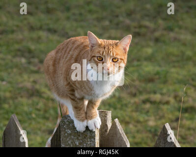 Ingwer Katze saß auf einem Gartenzaun in Großbritannien Stockfoto