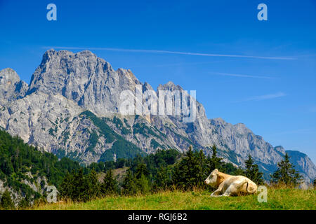 Österreich, Salzburg, Pinzgau, großen Muehlsturzhorn, Litzlalm, Liegende Kuh auf der Wiese Stockfoto