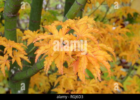 Acer palmatum crispifolium hishigashira'. Japanischer Ahorn Shishigashira angezeigte Farben des Herbstes, November, Großbritannien Stockfoto