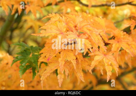 Acer palmatum crispifolium hishigashira'. Japanischer Ahorn Shishigashira angezeigte Farben des Herbstes, November, Großbritannien Stockfoto