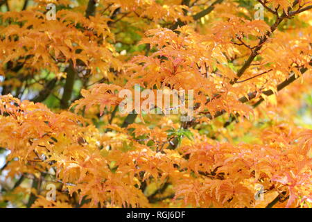 Acer palmatum crispifolium hishigashira'. Japanischer Ahorn Shishigashira angezeigte Farben des Herbstes, November, Großbritannien Stockfoto