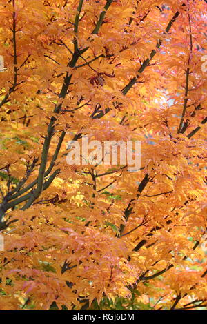 Acer palmatum crispifolium hishigashira'. Japanischer Ahorn Shishigashira angezeigte Farben des Herbstes, November, Großbritannien Stockfoto