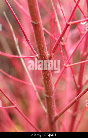 Acer palmatum Sango Kaku. Markante rote Stiele Rinde von Acer Sango-kaku im späten Herbst Garten (November), UK Stockfoto